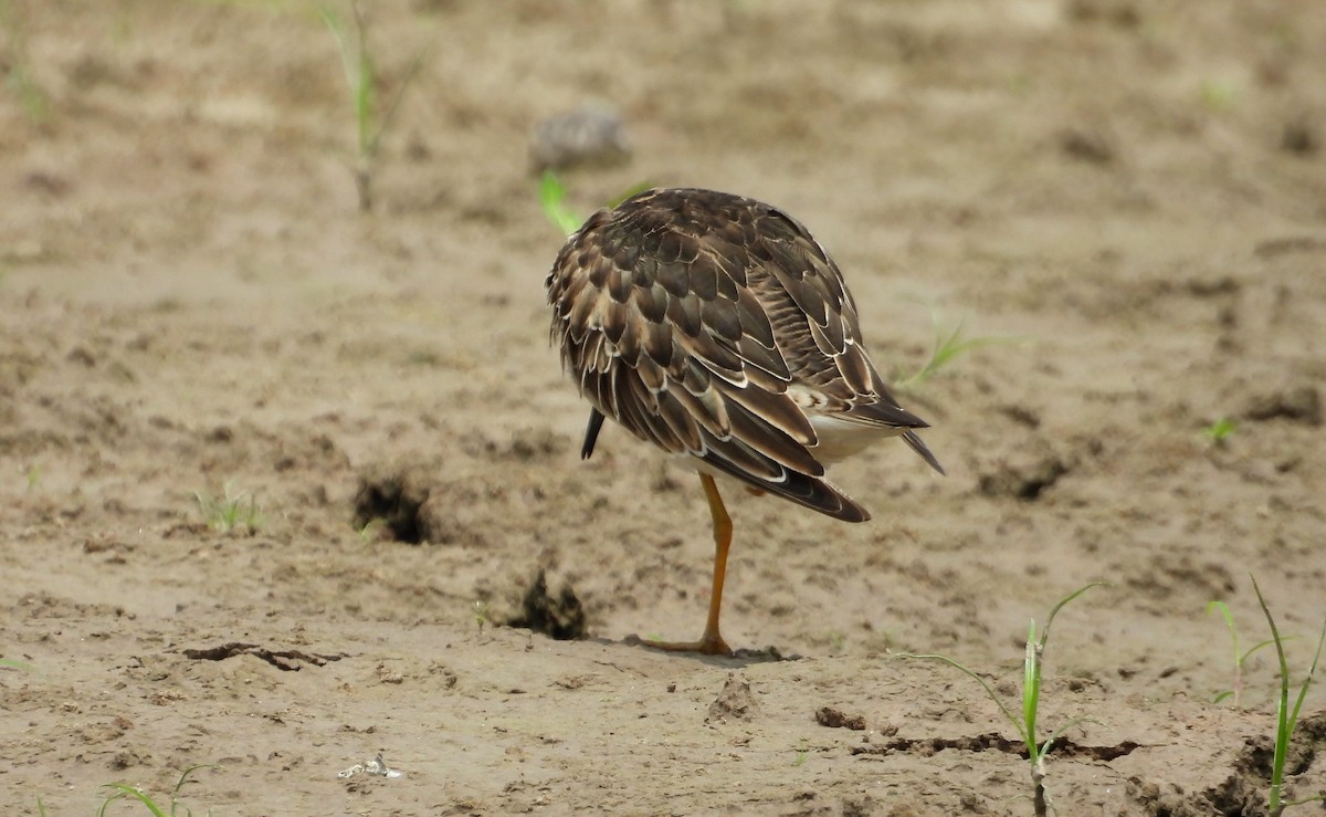 Pectoral Sandpiper - ML624530773