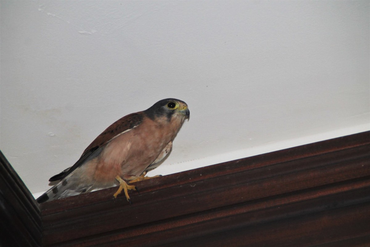 Seychelles Kestrel - ML624530788