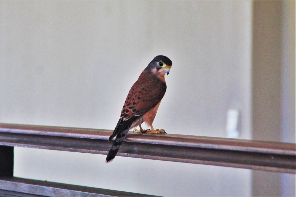 Seychelles Kestrel - ML624530789