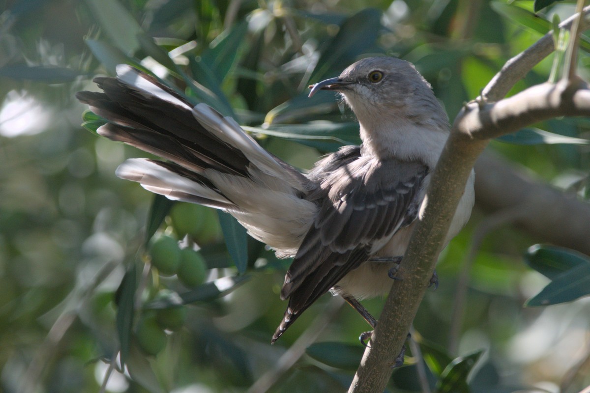 Northern Mockingbird - Jeff Katen