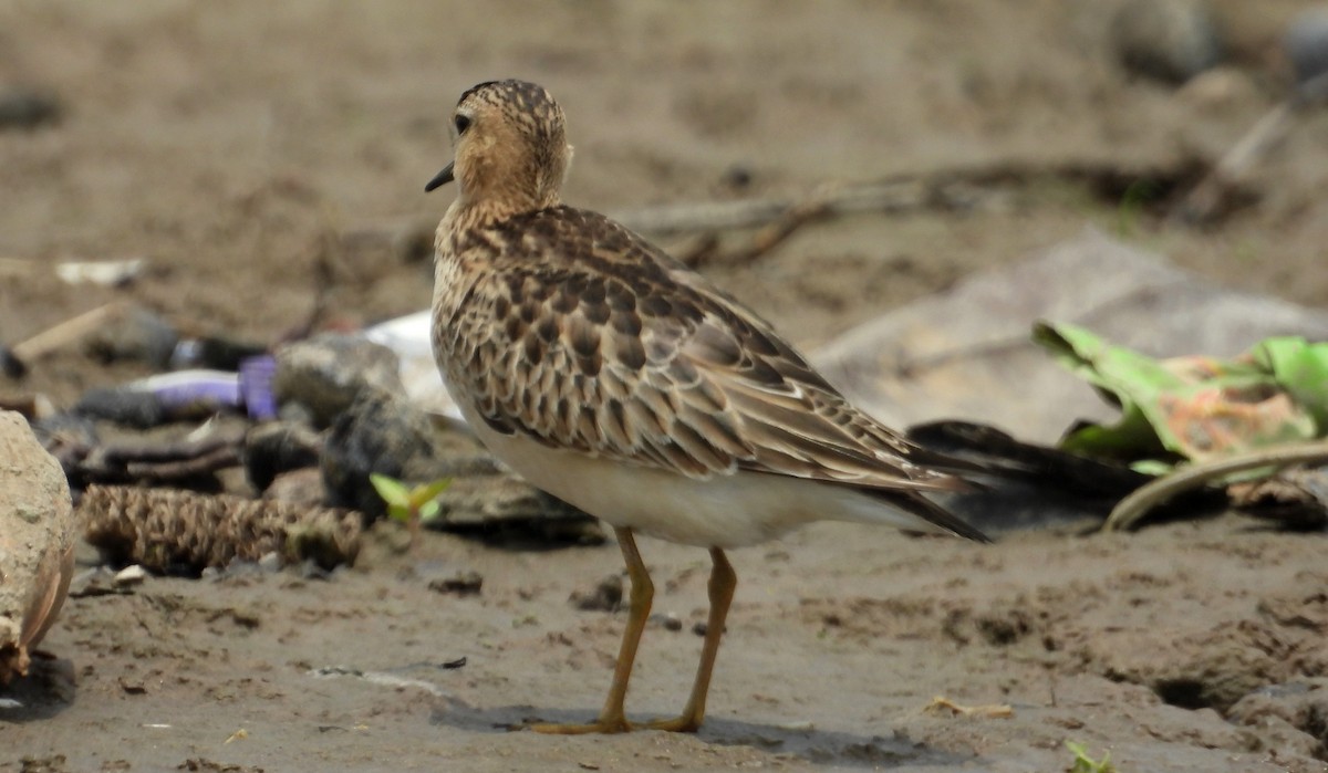 Pectoral Sandpiper - ML624530794