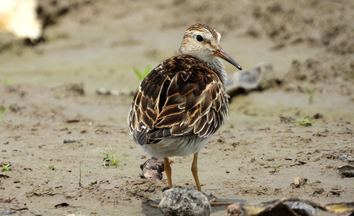 Pectoral Sandpiper - ML624530799