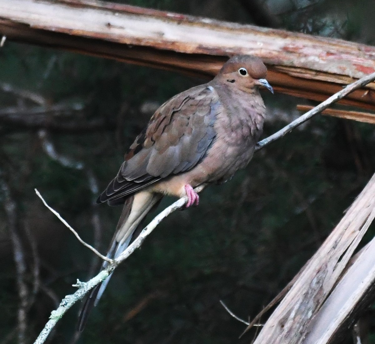 Mourning Dove - ML624530805