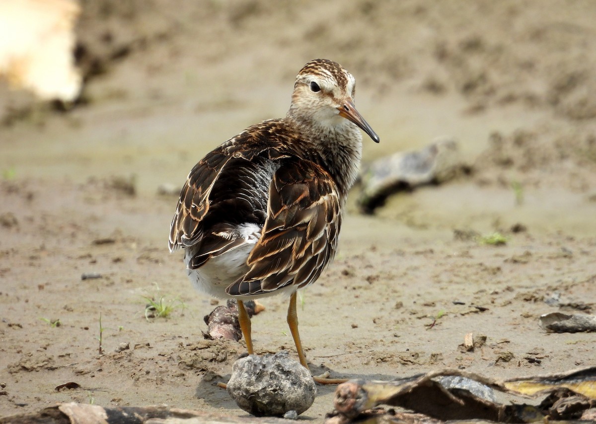 Pectoral Sandpiper - ML624530806