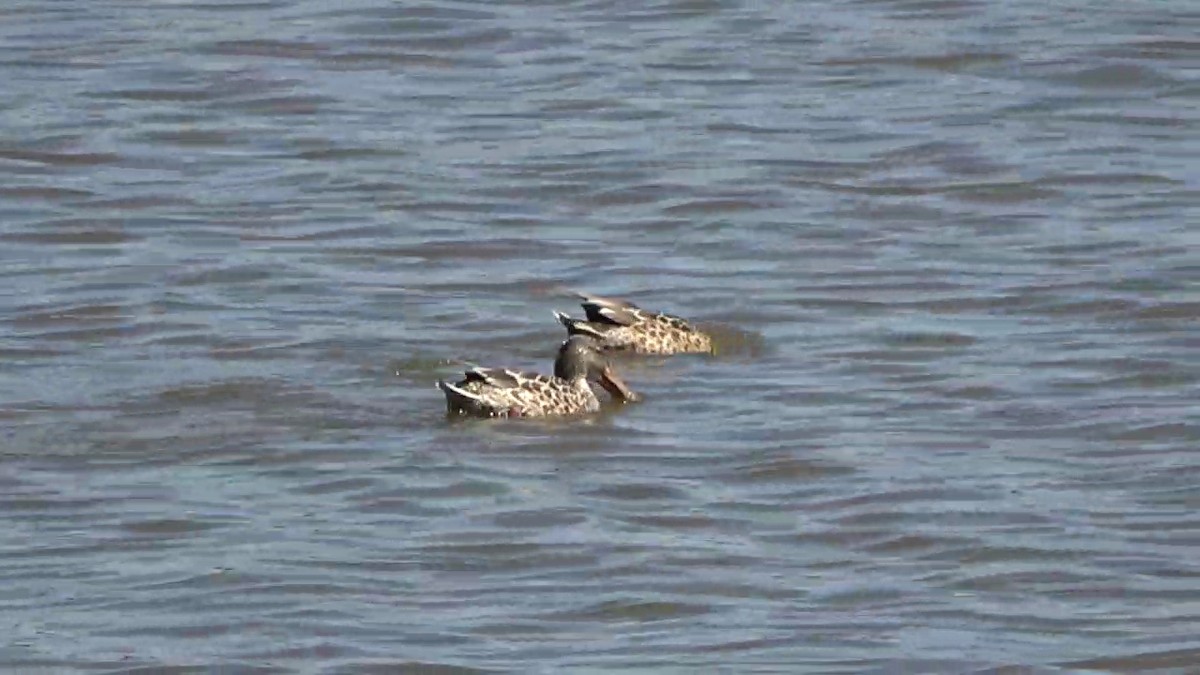 Northern Shoveler - ML624530819