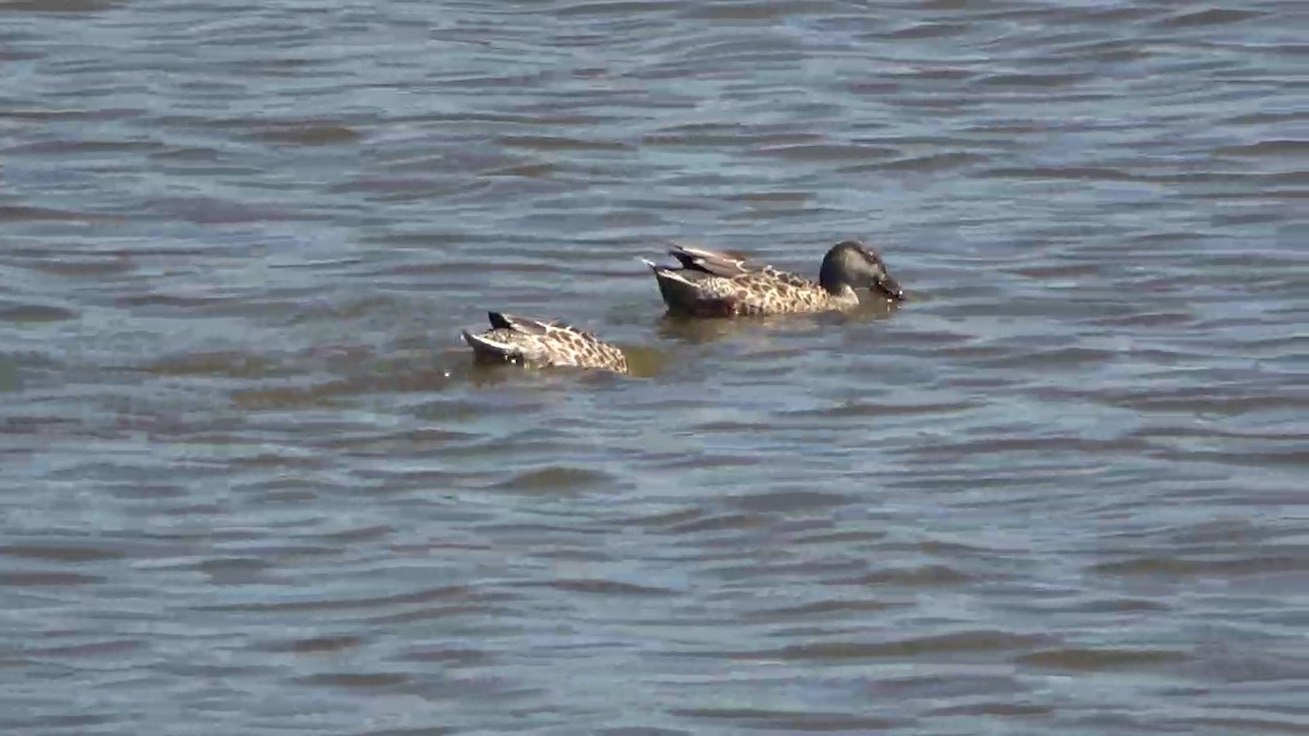 Northern Shoveler - ML624530820