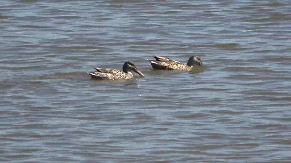 Northern Shoveler - ML624530821