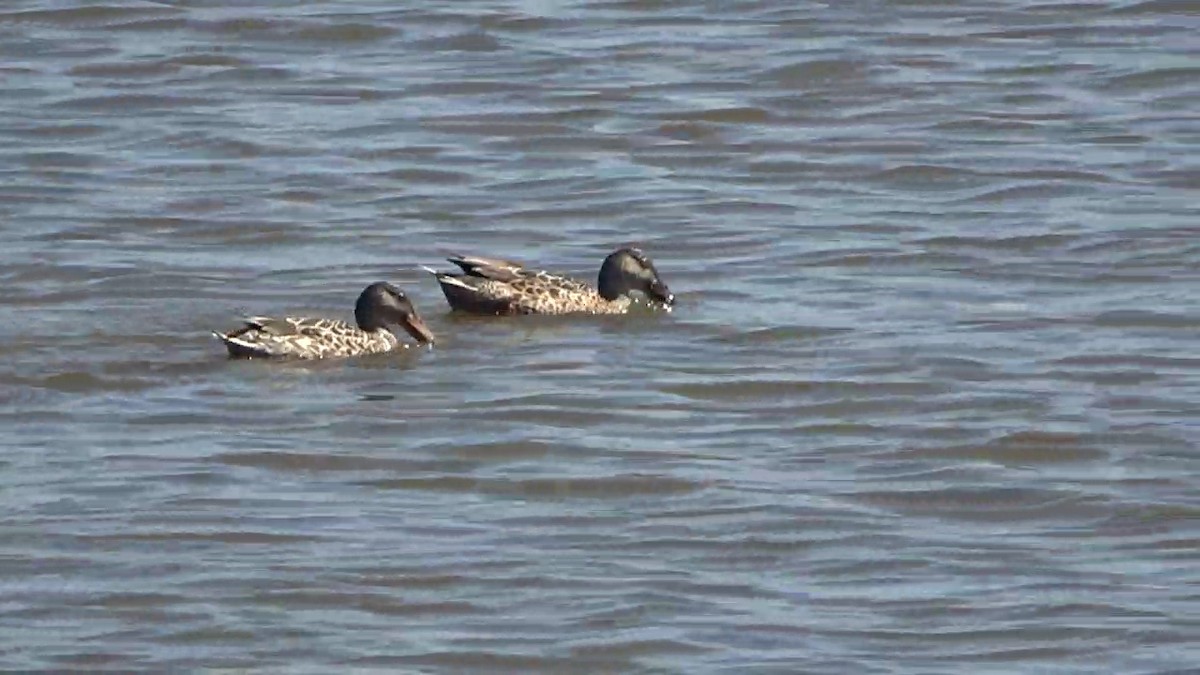 Northern Shoveler - ML624530822