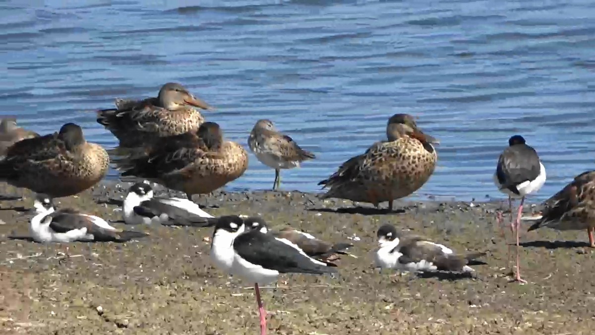 Northern Shoveler - ML624530823