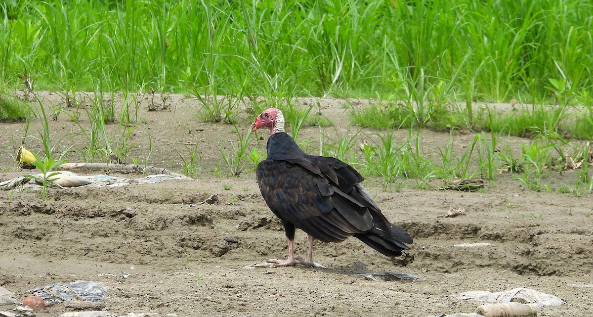 Turkey Vulture - ML624530826