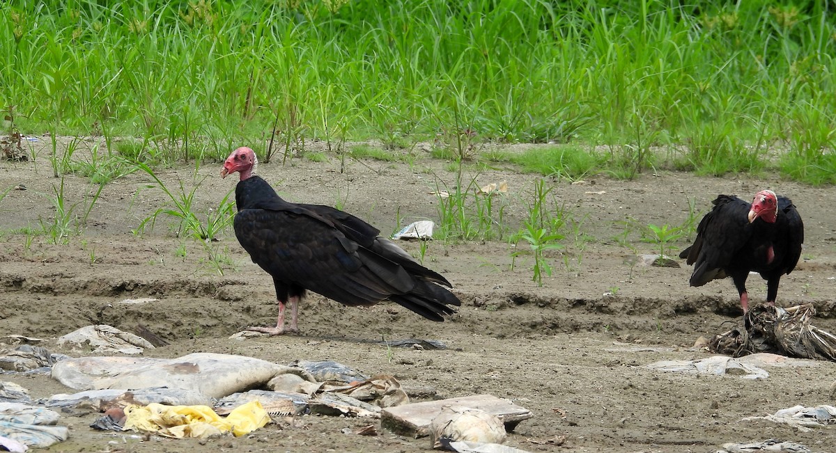 Turkey Vulture - ML624530827