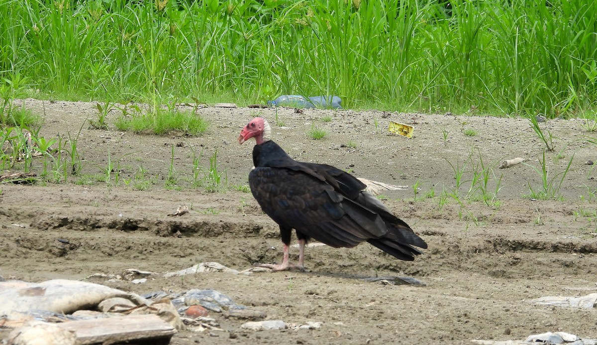 Turkey Vulture - Fernando Angulo - CORBIDI