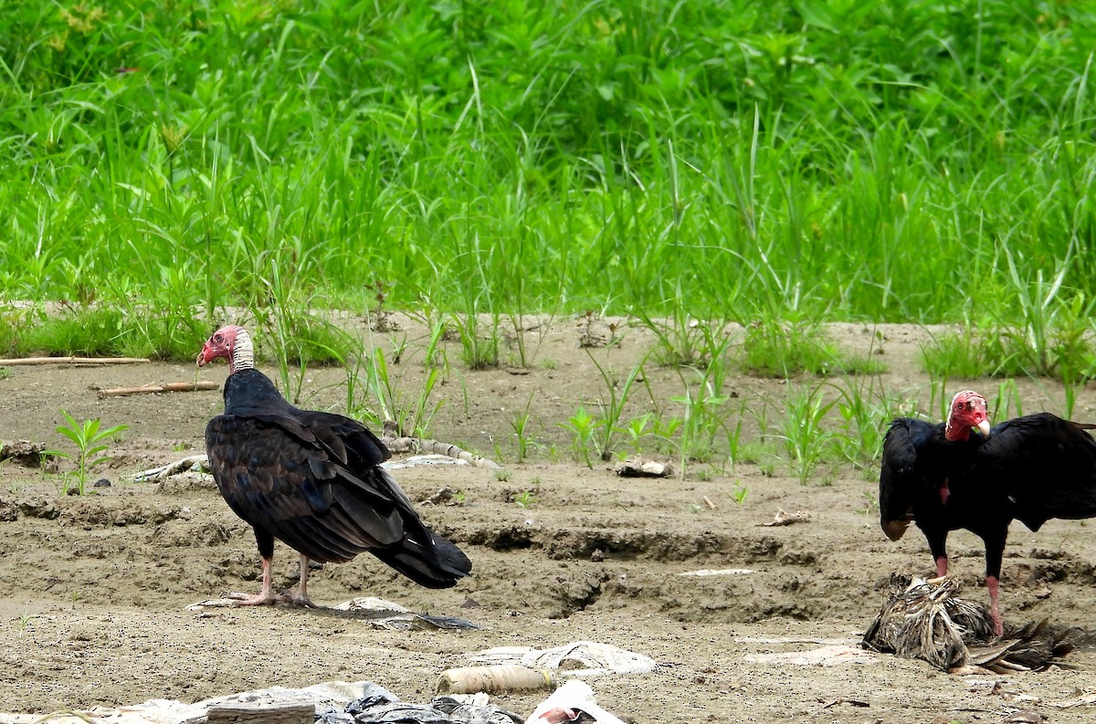 Turkey Vulture - ML624530829