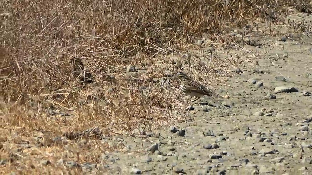 Savannah Sparrow - Bruce Schine