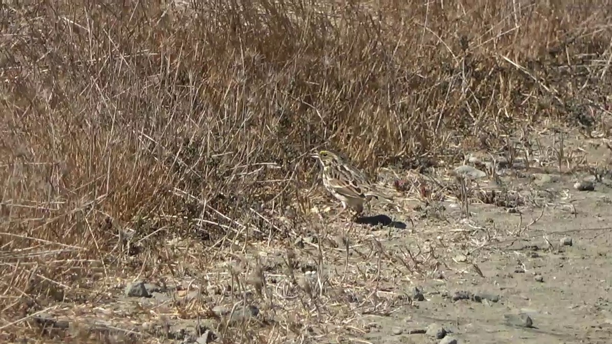 Savannah Sparrow - Bruce Schine