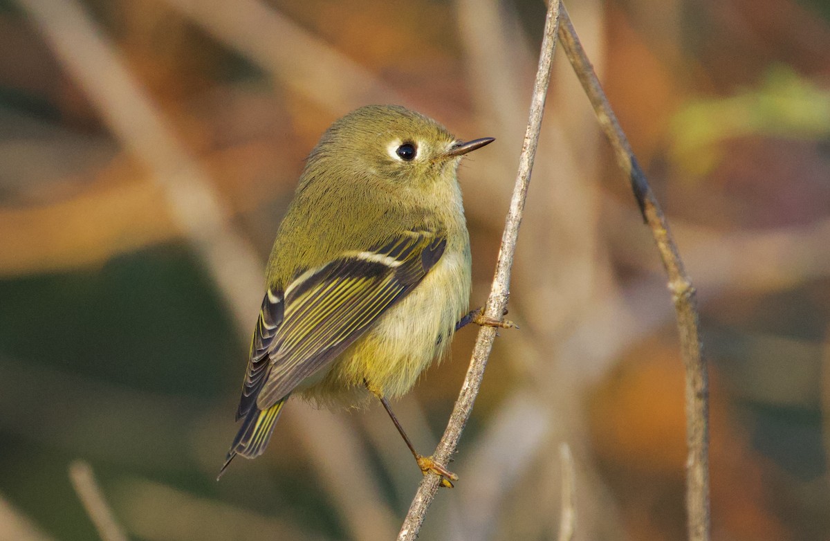 Ruby-crowned Kinglet - ML624530951