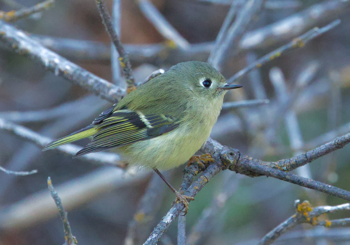 Ruby-crowned Kinglet - ML624530953