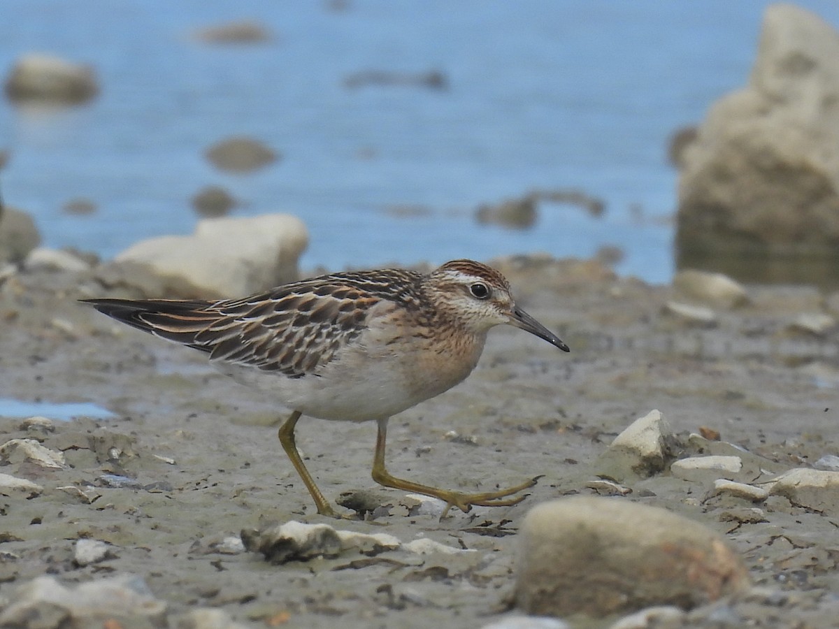 Sharp-tailed Sandpiper - ML624530975