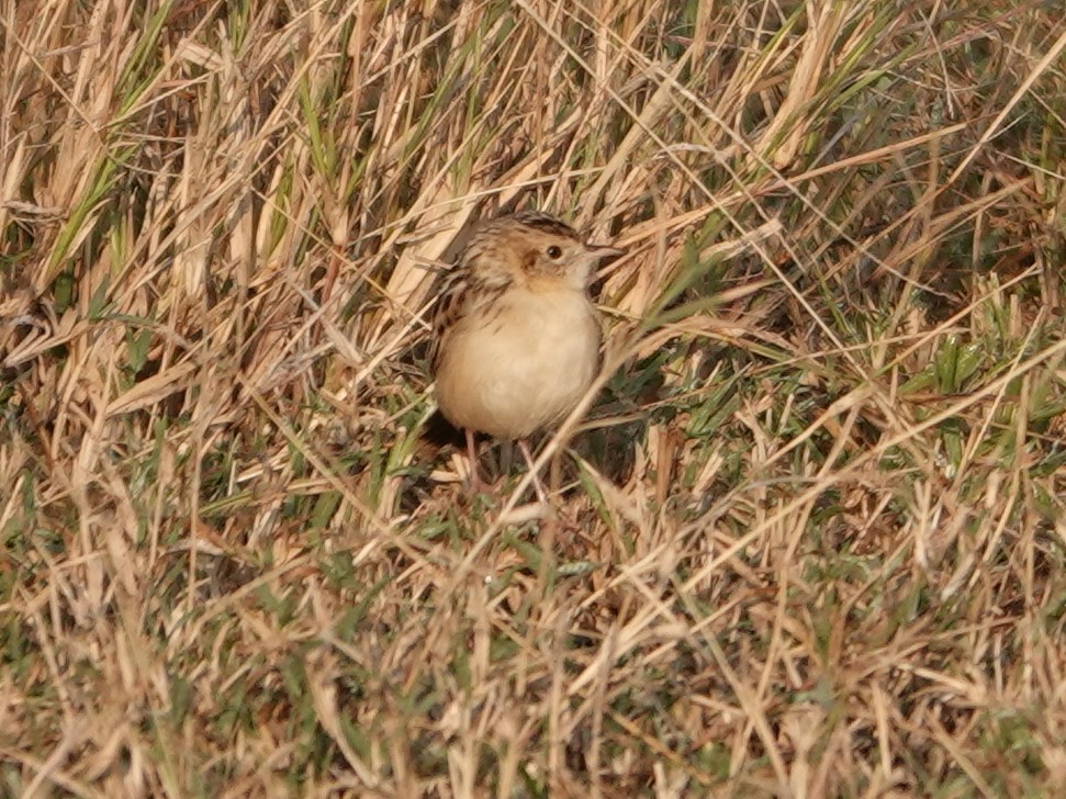 Pectoral-patch Cisticola - Liz Soria