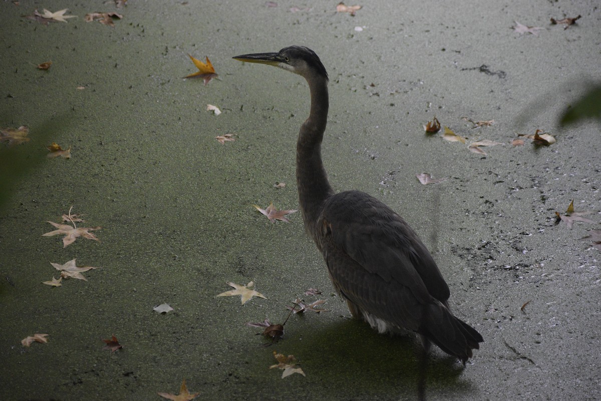 Great Blue Heron - ML624531017