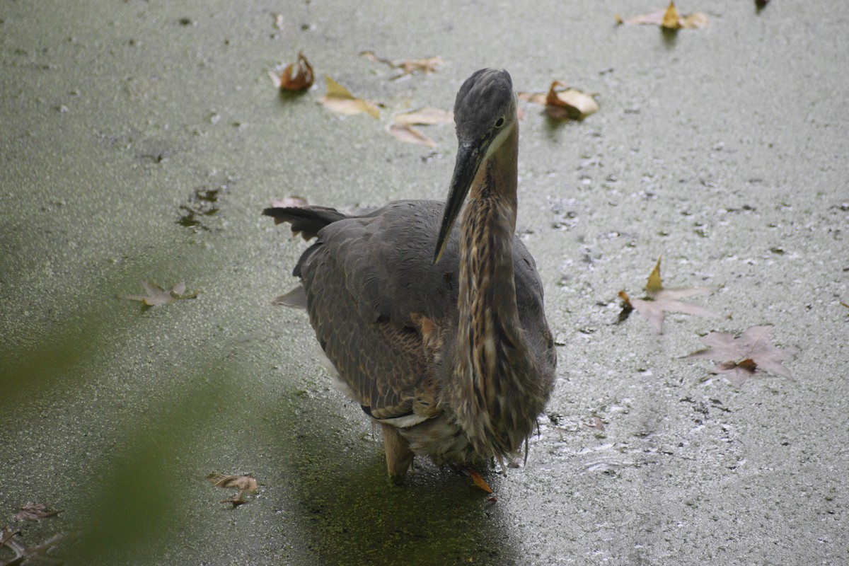 Great Blue Heron - ML624531020