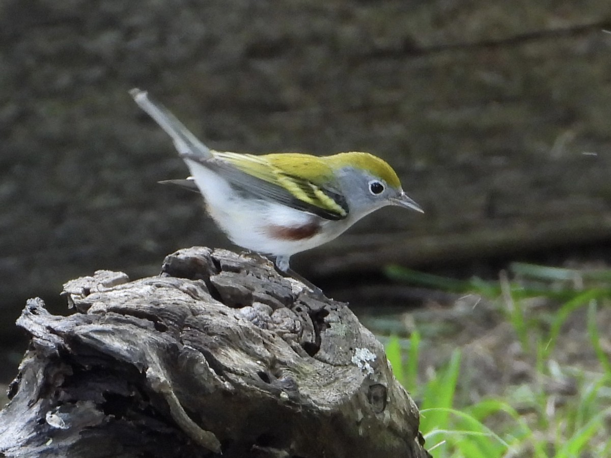 Chestnut-sided Warbler - ML624531023