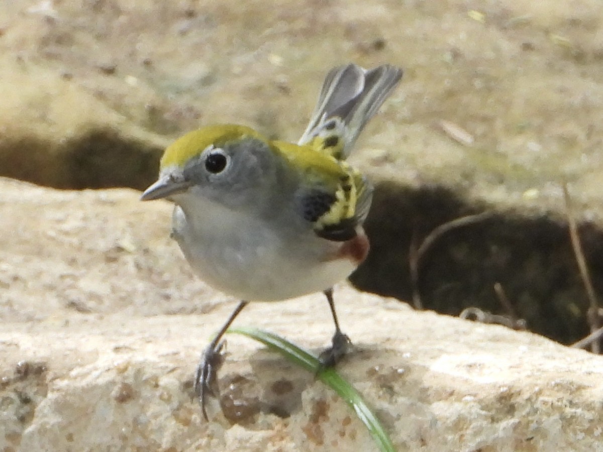 Chestnut-sided Warbler - Andrea Serrano