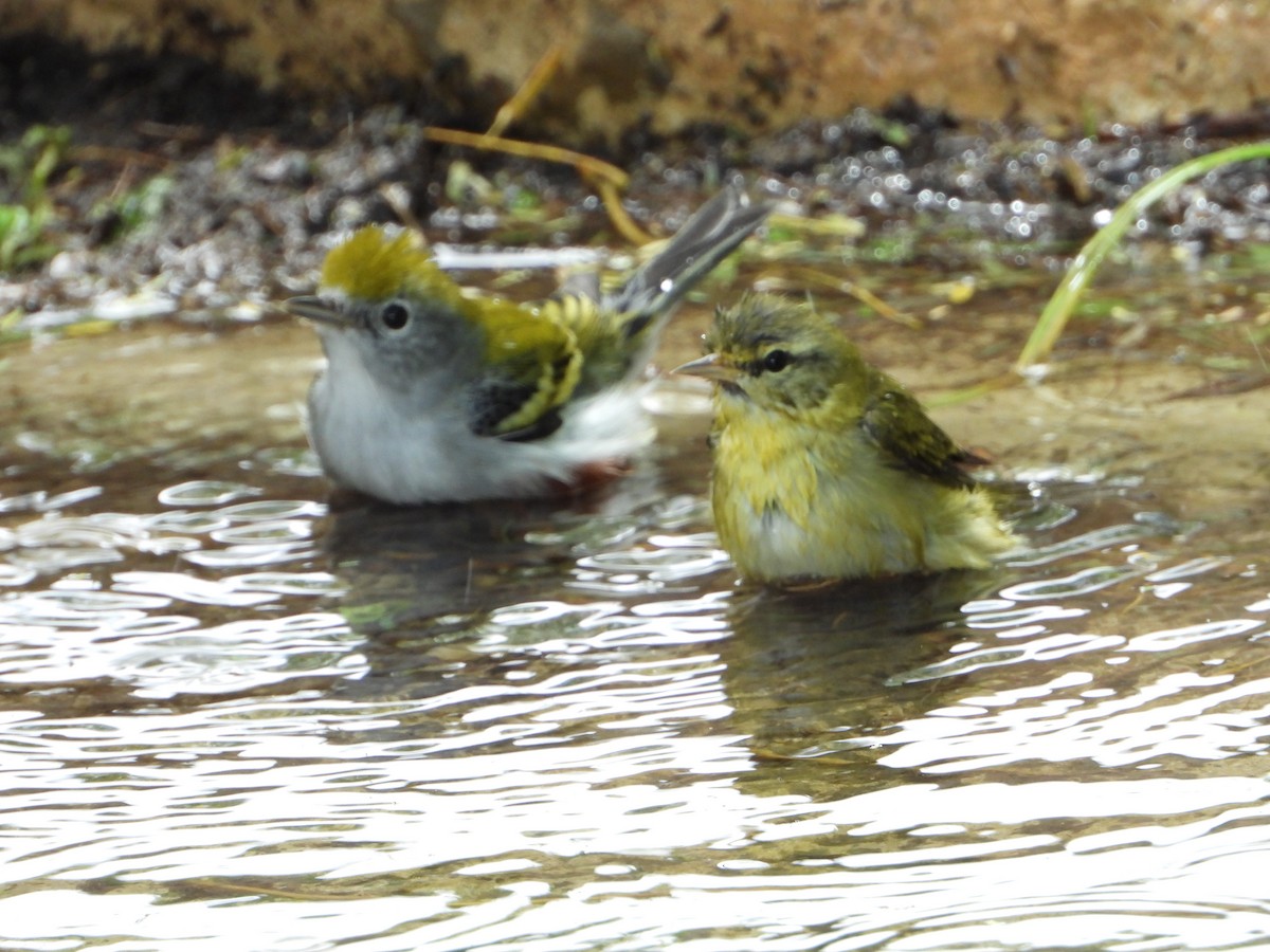 Chestnut-sided Warbler - ML624531025