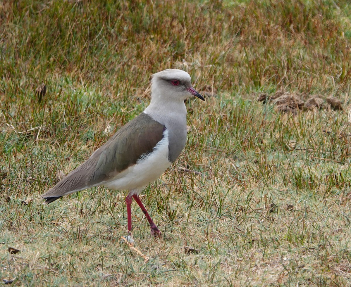 Andean Lapwing - ML624531072