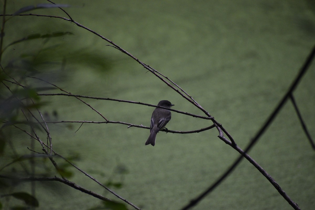 Eastern Phoebe - ML624531147