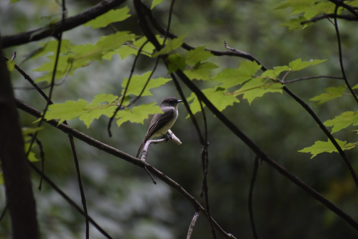 Eastern Phoebe - ML624531148