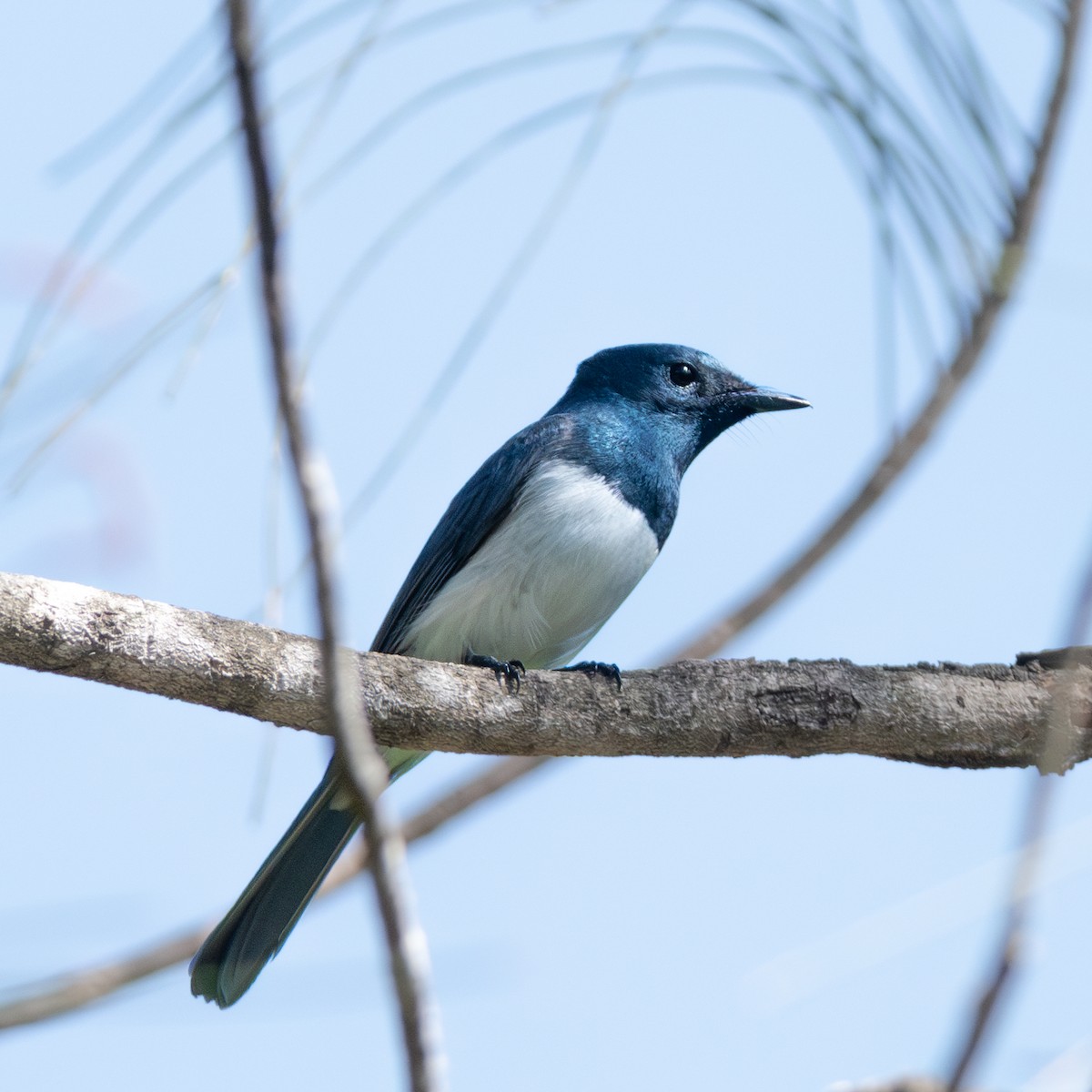 Leaden Flycatcher - ML624531154