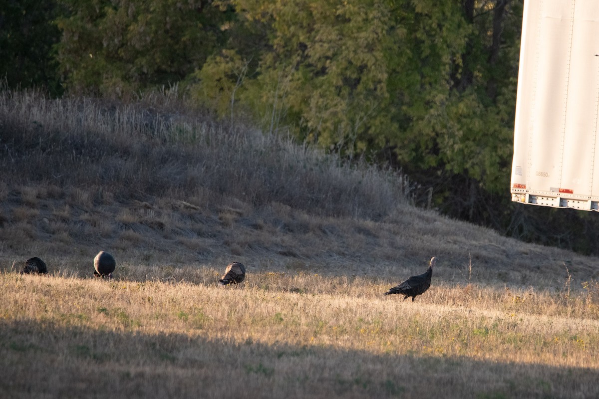 Guajolote Gallipavo - ML624531156