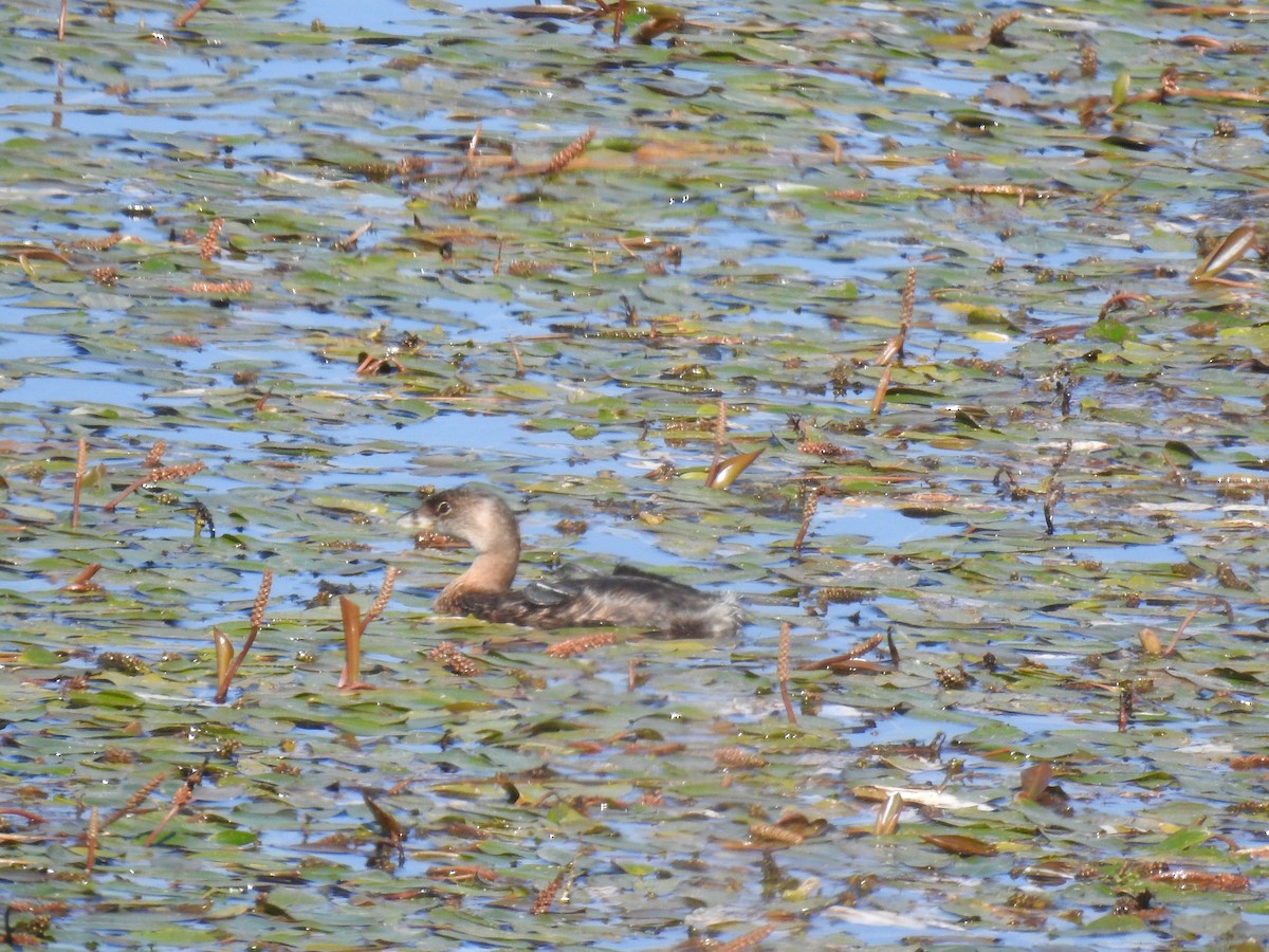 Pied-billed Grebe - James Bolte