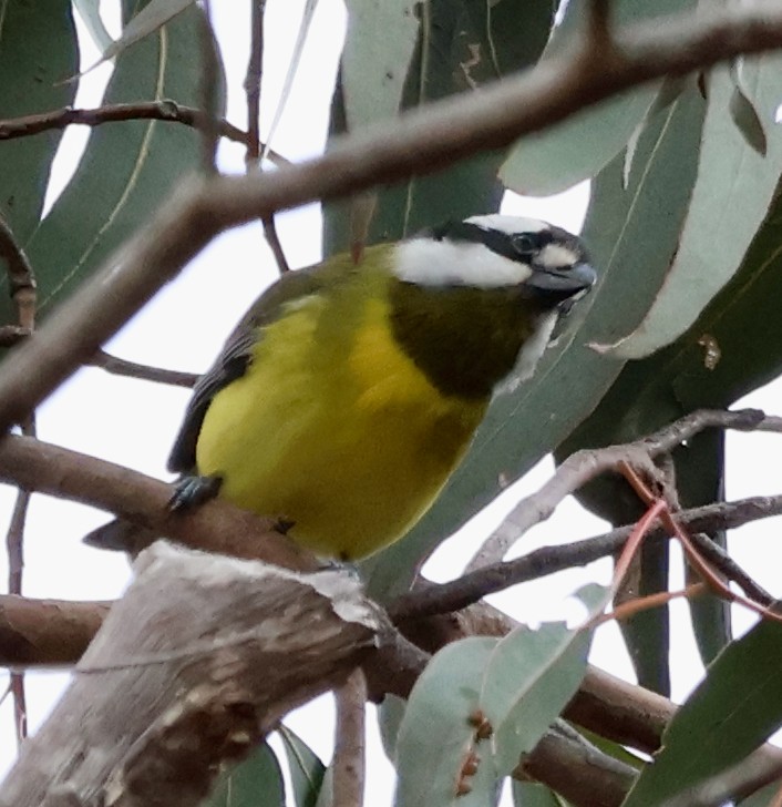 Eastern Shrike-tit - Kirsty McIntyre