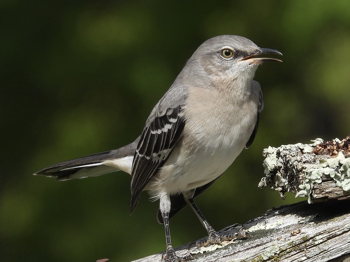 Northern Mockingbird - ML624531191