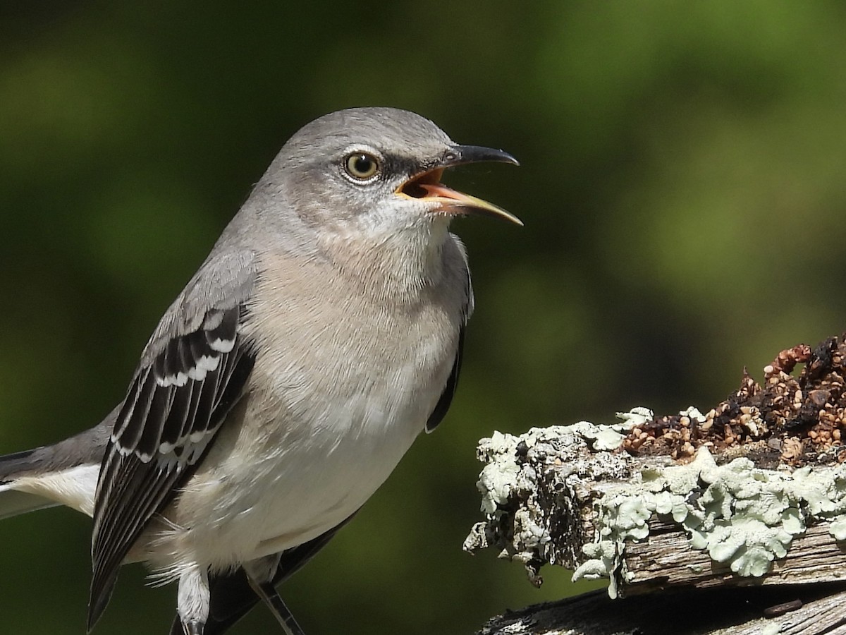 Northern Mockingbird - ML624531192