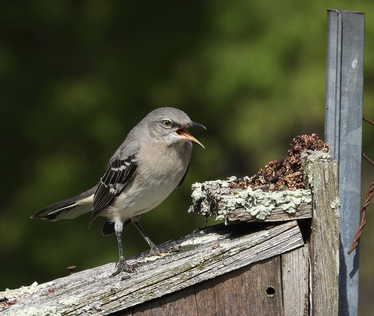 Northern Mockingbird - ML624531193