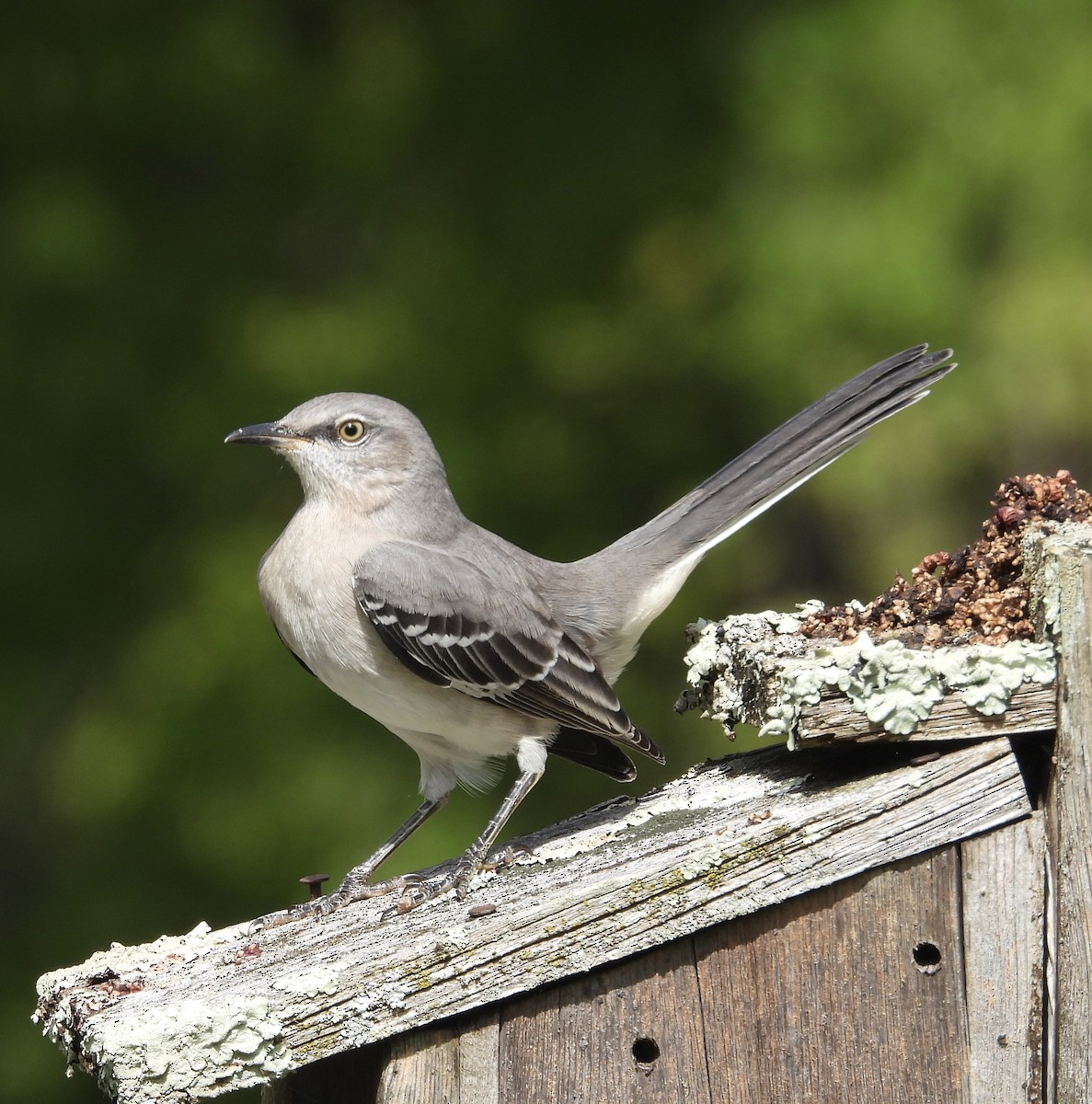 Northern Mockingbird - ML624531194