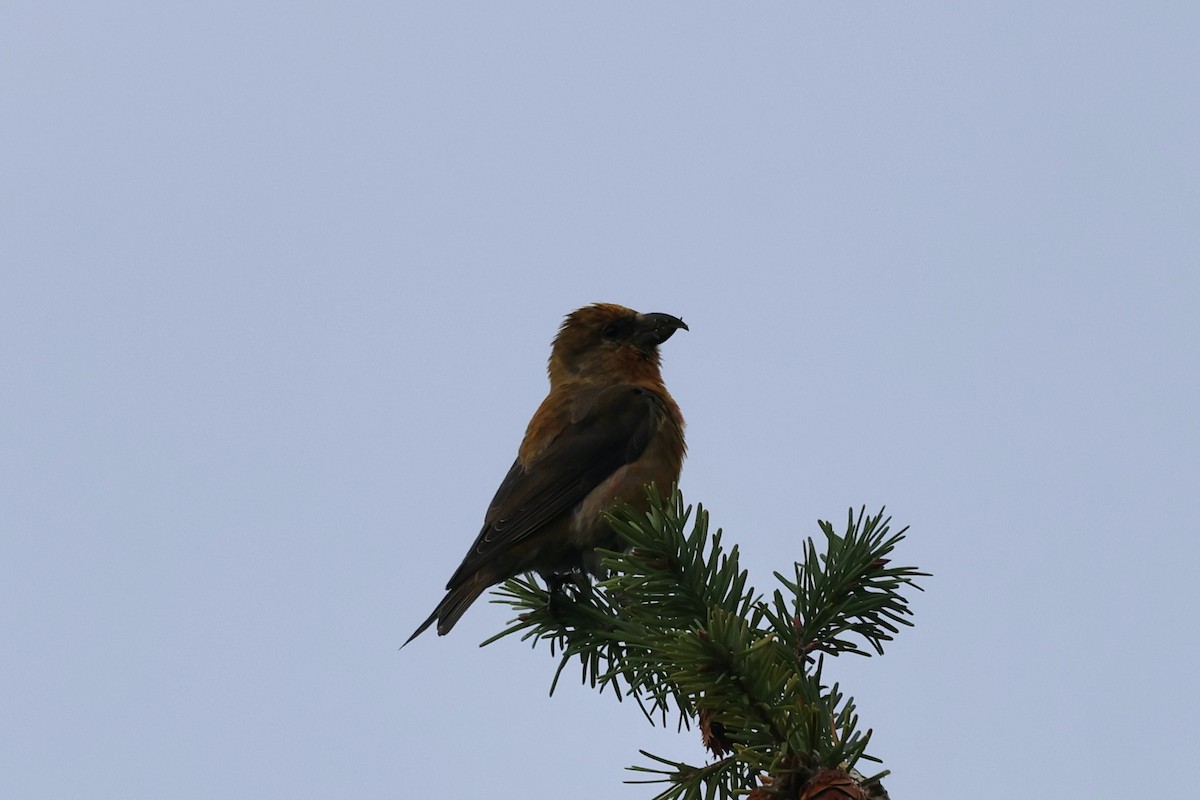 Red Crossbill - ML624531229