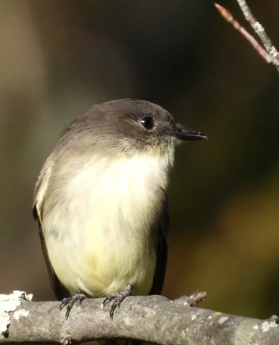 Eastern Phoebe - ML624531274