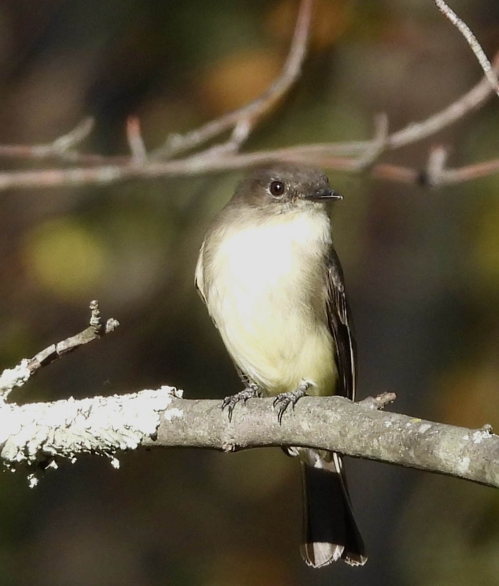 Eastern Phoebe - ML624531275