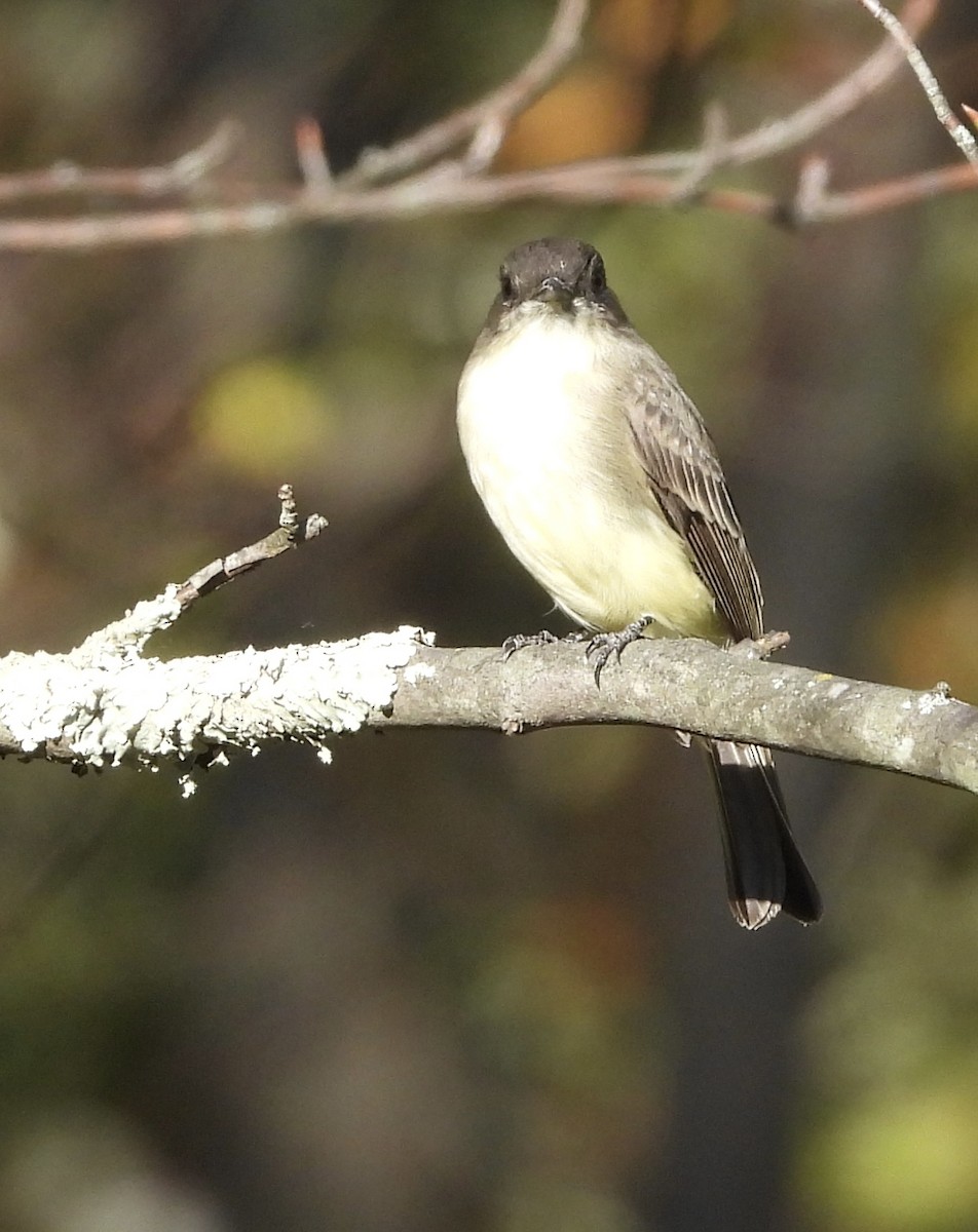 Eastern Phoebe - ML624531276