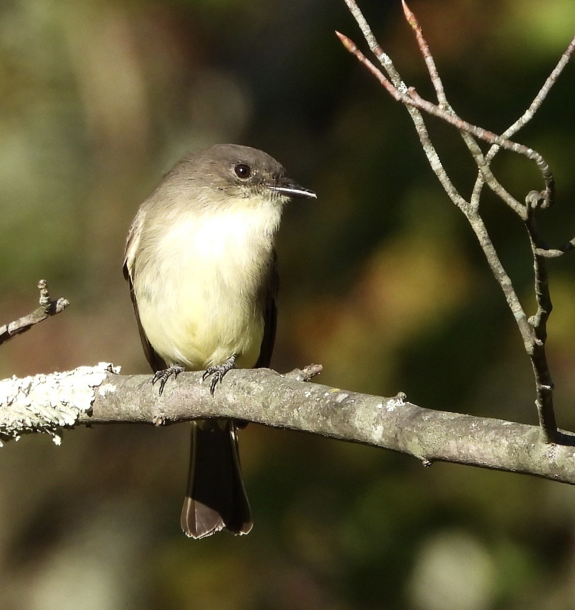 Eastern Phoebe - ML624531277