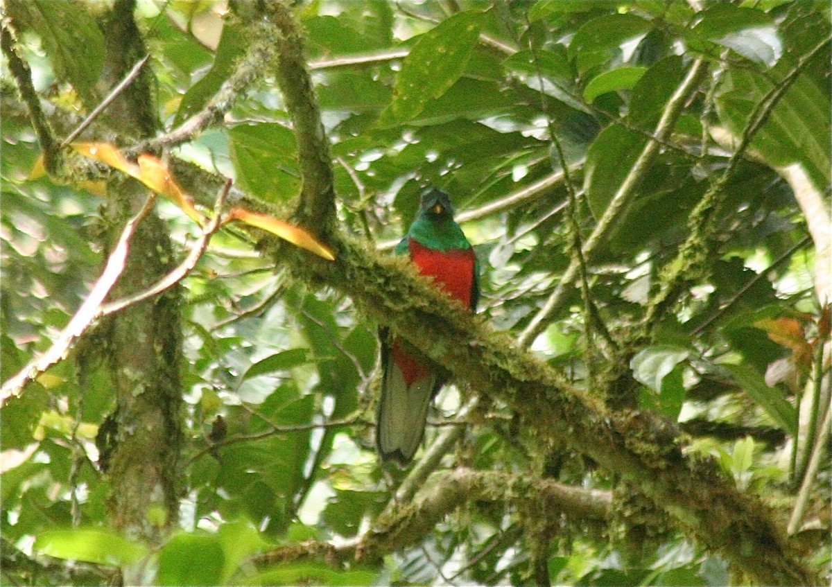 Quetzal antisien - ML624531296