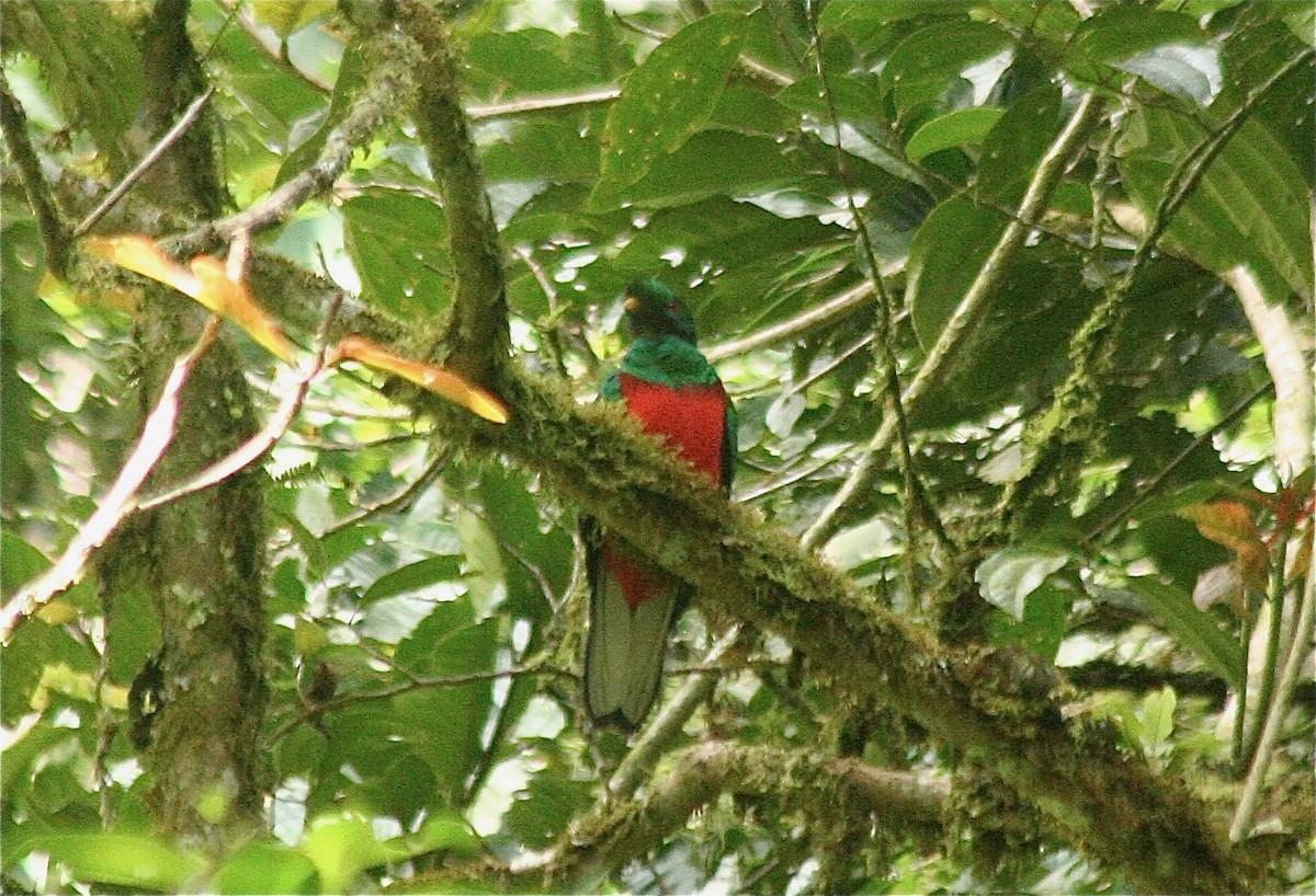 Crested Quetzal - ML624531298