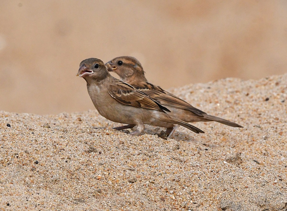 House Sparrow - ML624531299