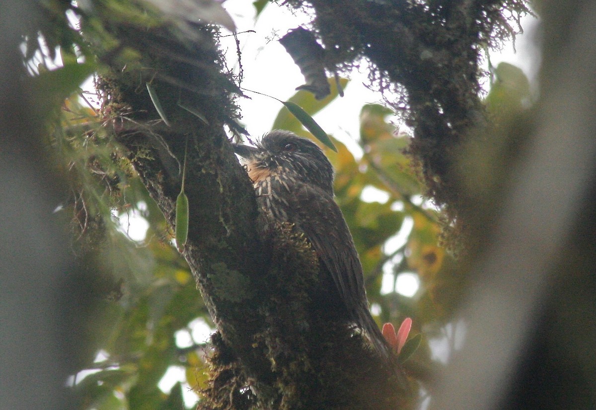 Black-streaked Puffbird - Eric DeFonso 🦑