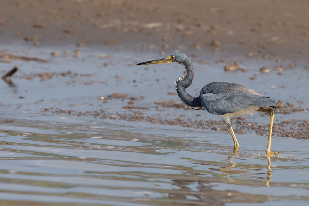 Tricolored Heron - ML624531321