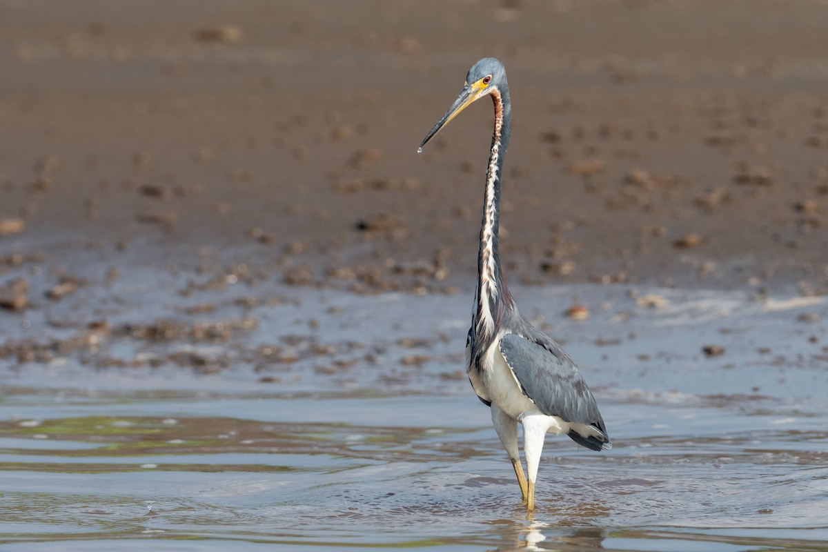 Tricolored Heron - ML624531322